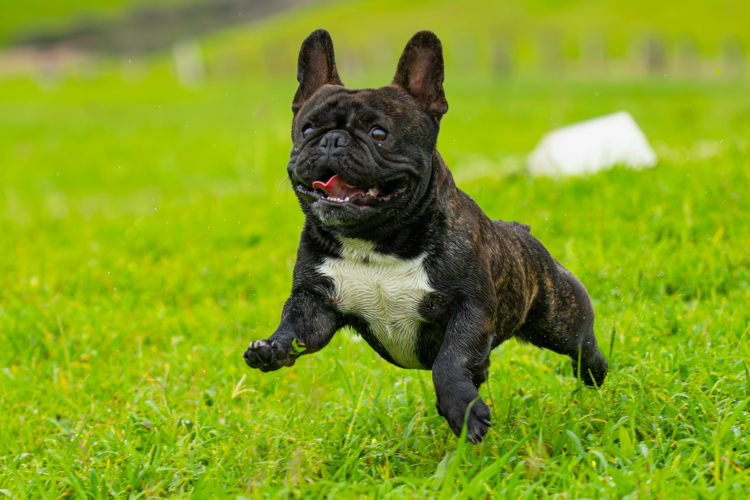 1 – Bouledogue Français : présentation et origines