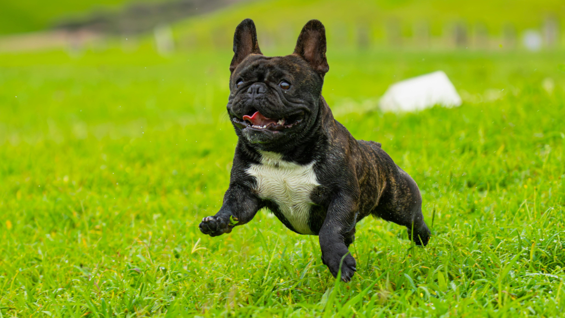 1 – Bouledogue Français : présentation et origines
