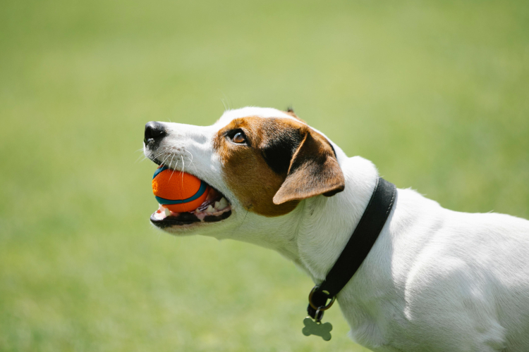 1 – Jack Russel : présentation et origines