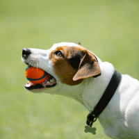 1 – Jack Russel : présentation et origines