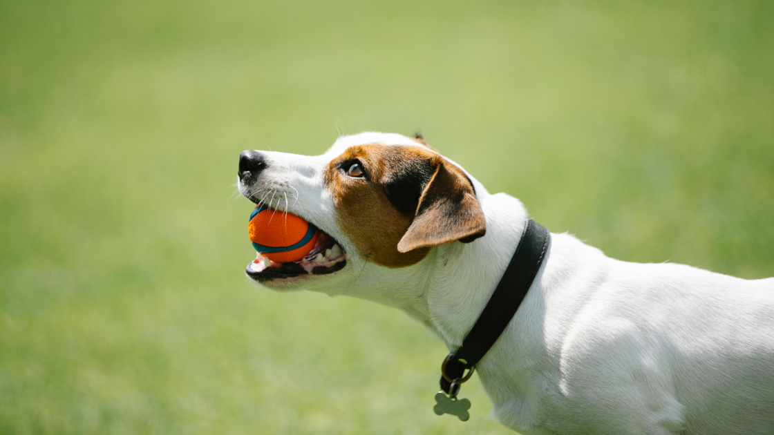 1 – Jack Russel : présentation et origines
