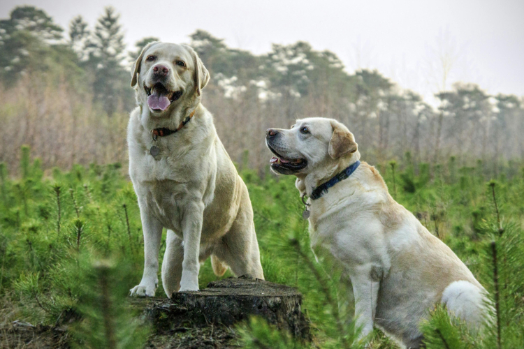 1 - Labrador : présentation et origines