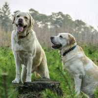 1 - Labrador : présentation et origines