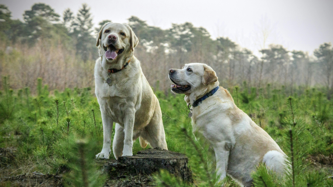 1 - Labrador : présentation et origines
