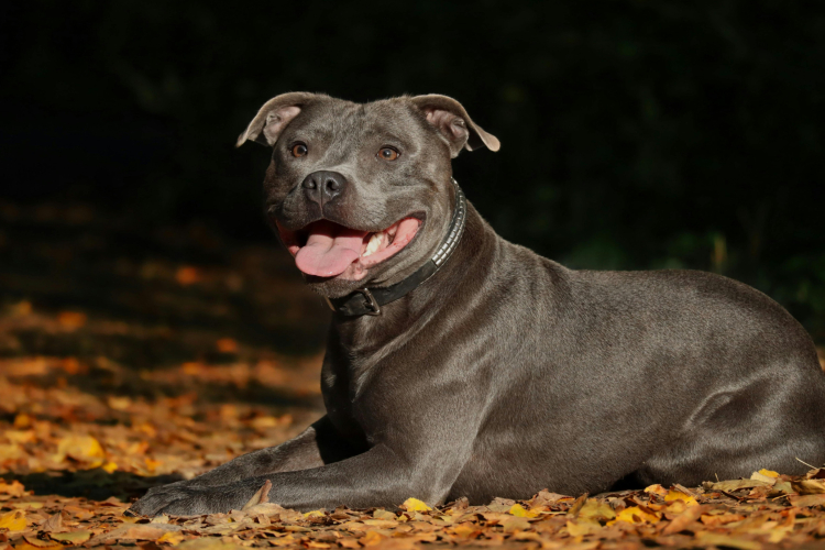 1 - Staffie : origines, caractère et physique