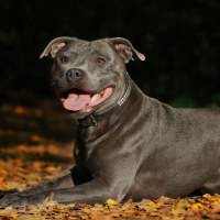 1 - Staffie : origines, caractère et physique