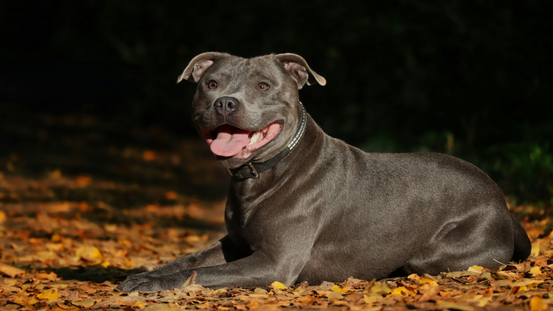 1 - Staffie : origines, caractère et physique