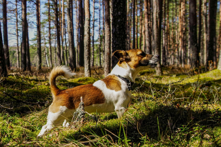 2 – Jack Russel : vie quotidienne & comportement