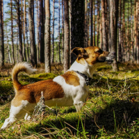 2 – Jack Russel : vie quotidienne & comportement