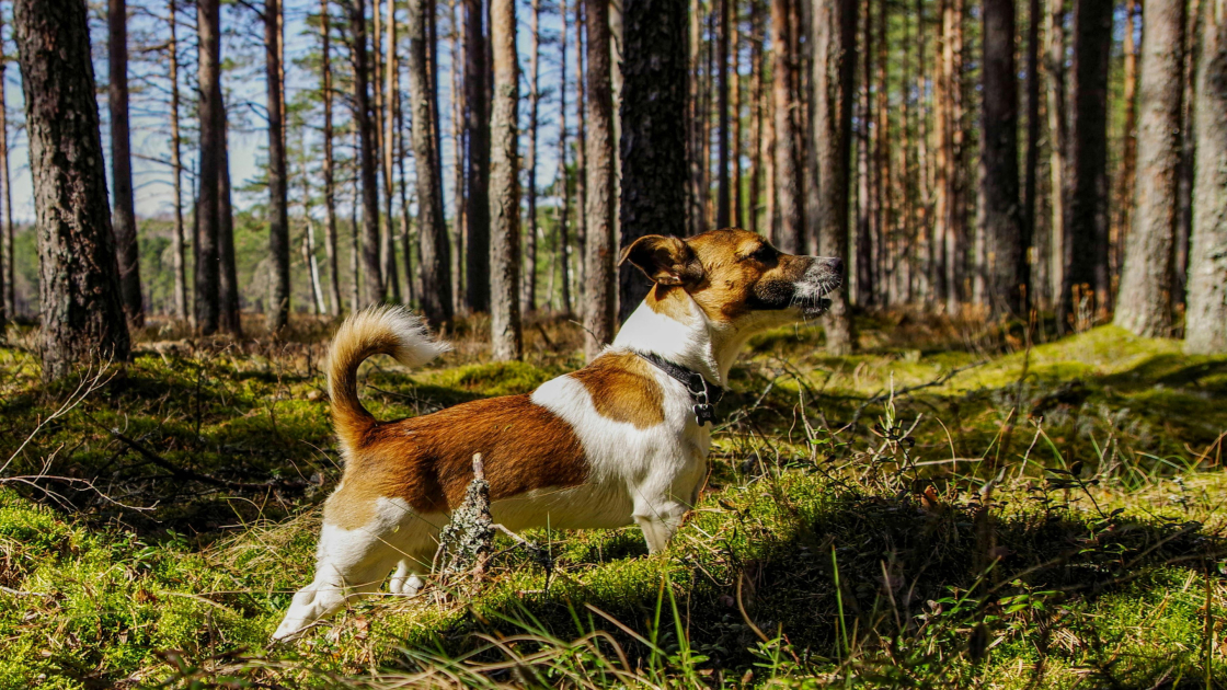 2 – Jack Russel : vie quotidienne & comportement