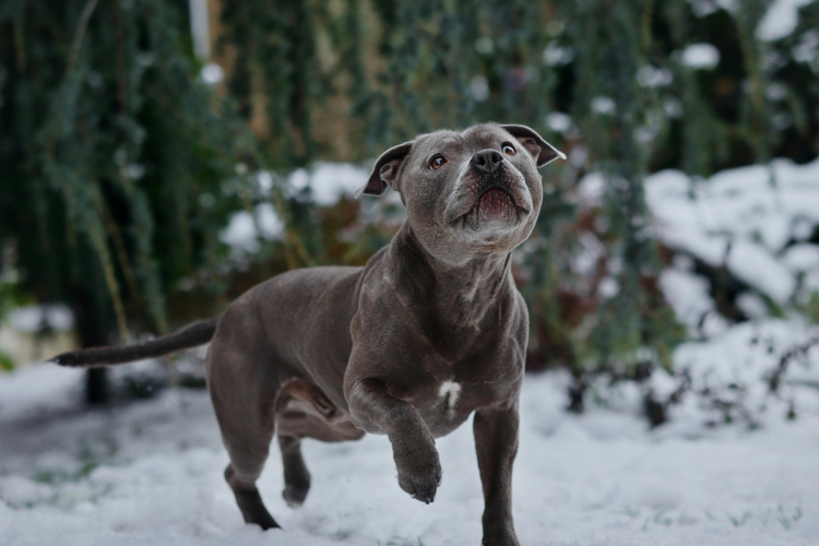 2 - Staffie : vie quotidienne & comportement