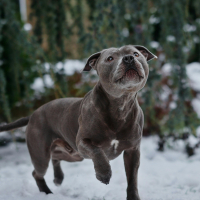 2 - Staffie : vie quotidienne & comportement