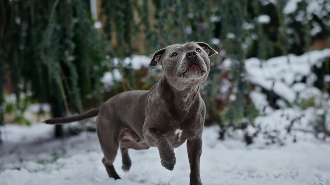 2 - Staffie : vie quotidienne & comportement