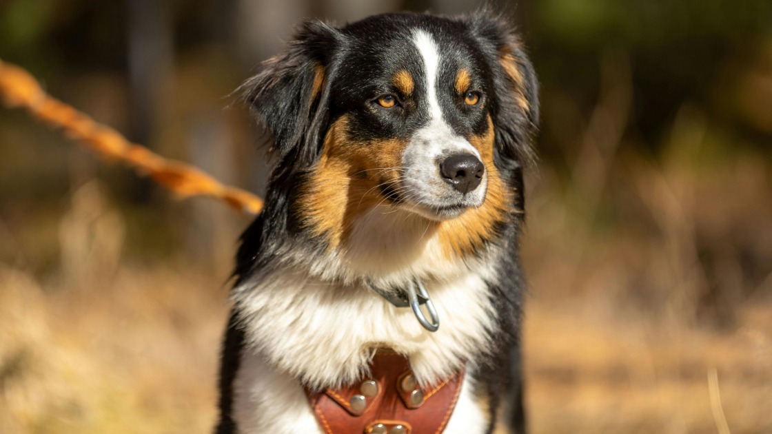 3 - Berger Australien : dressage et relation