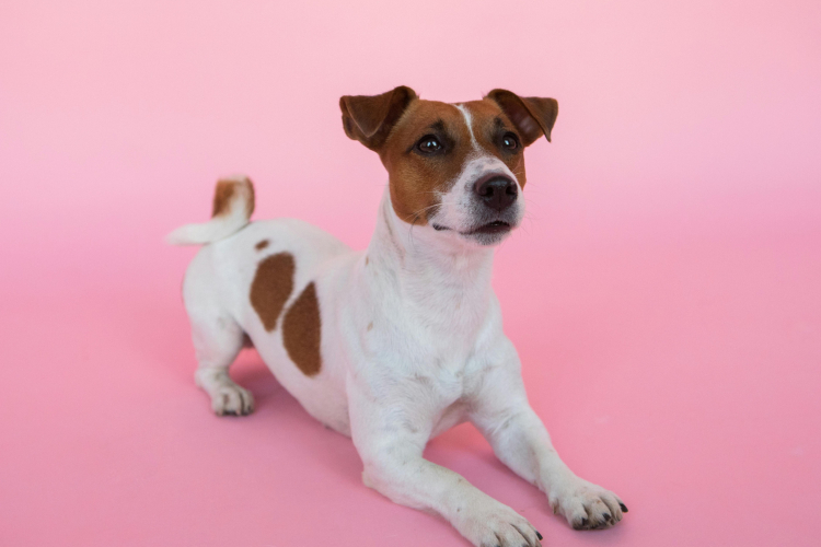 3 – Jack Russel : éducation et relation maître-chien