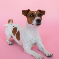 3 – Jack Russel : éducation et relation maître-chien