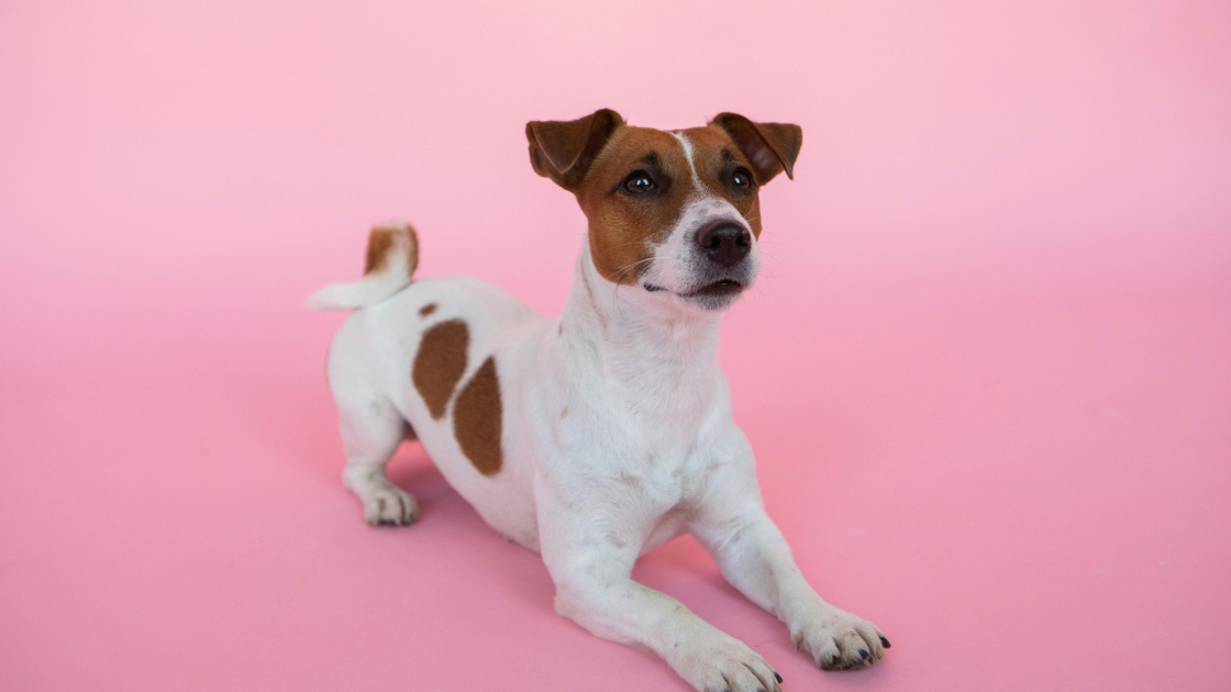 3 – Jack Russel : éducation et relation maître-chien