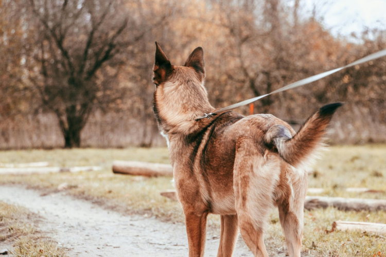 3 - Malinois : dressage et relation maître-chien