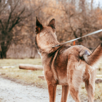 3 - Malinois : dressage et relation maître-chien