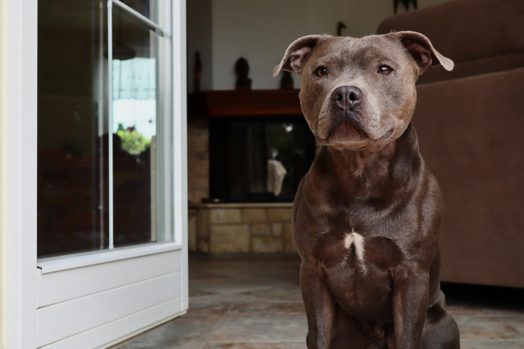 3 - Staffie : Dressage et relation maître-chien