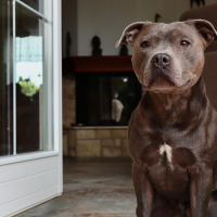 3 - Staffie : Dressage et relation maître-chien