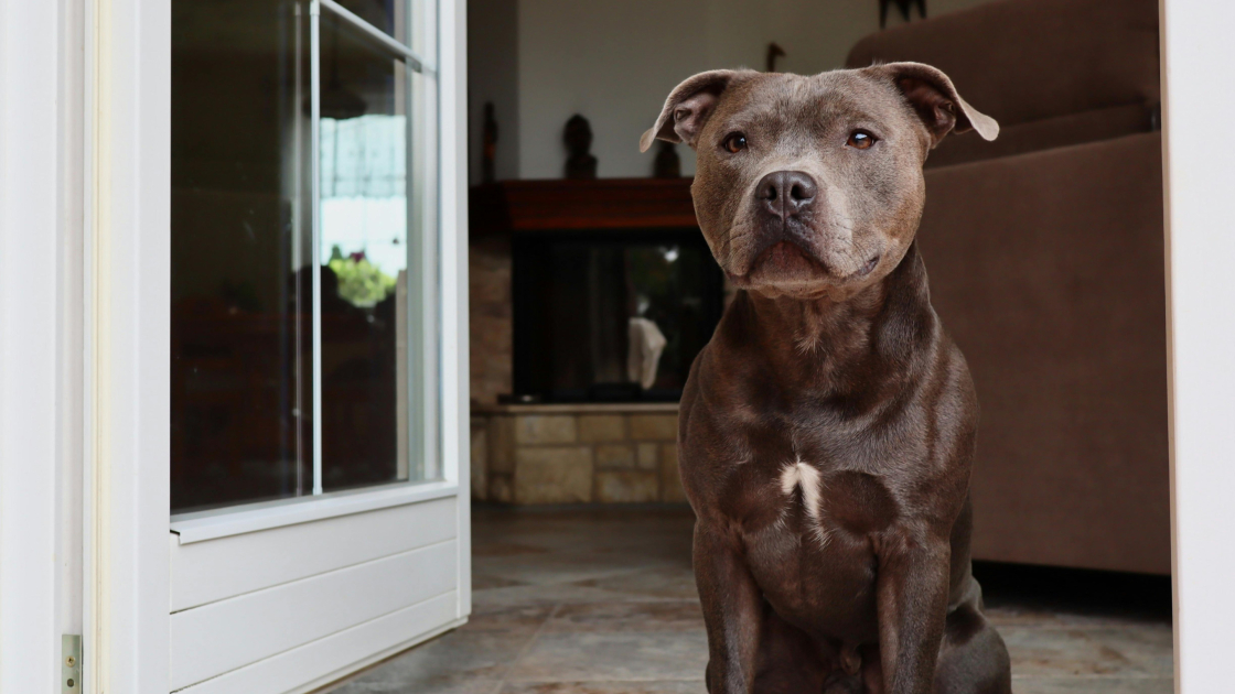 3 - Staffie : Dressage et relation maître-chien