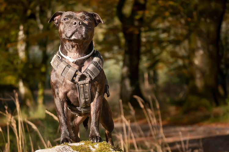 4 – Staffie : Santé alimentation et budget