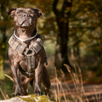 4 – Staffie : Santé alimentation et budget