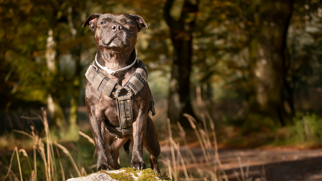 4 – Staffie : Santé alimentation et budget