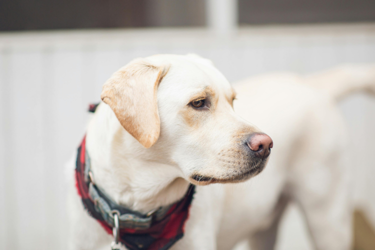 5 – Labrador : légalité et reconnaissance