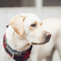 5 – Labrador : légalité et reconnaissance