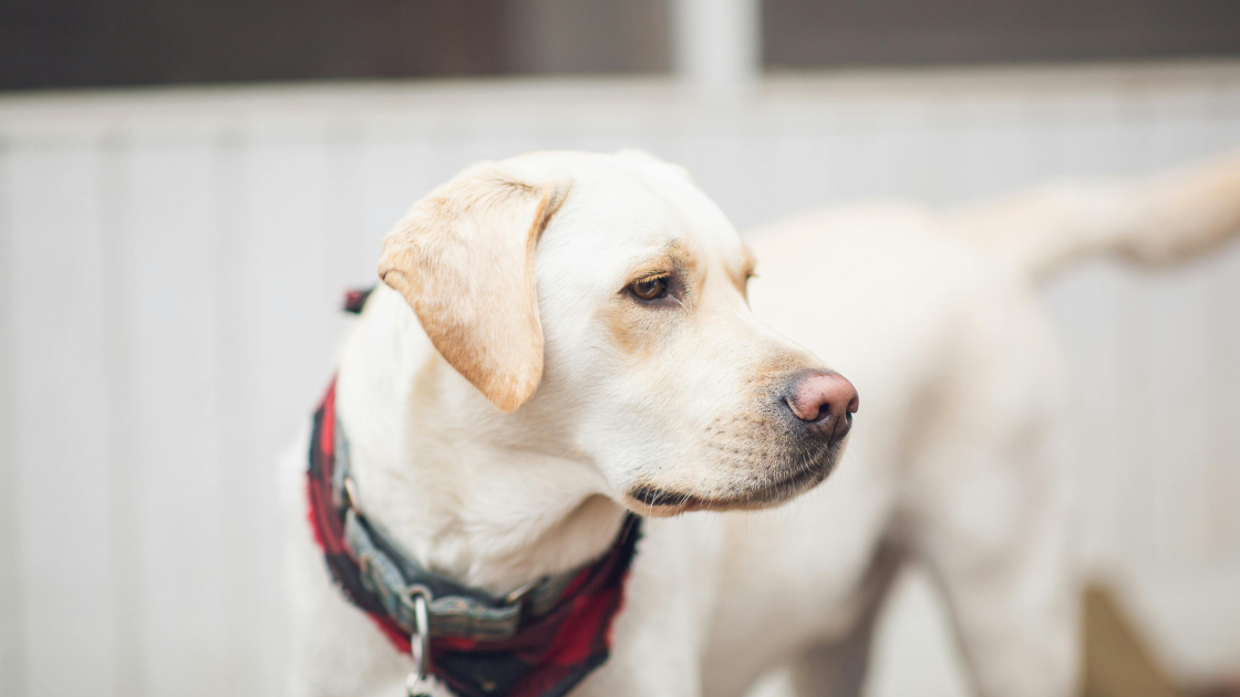 5 – Labrador : légalité et reconnaissance