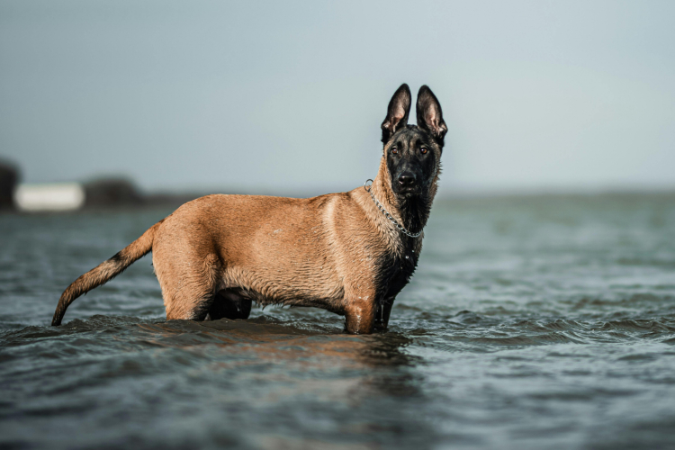 5 - Malinois : législation et pedigree