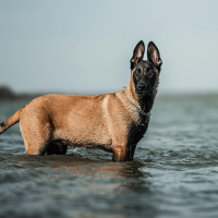 5 - Malinois : législation et pedigree