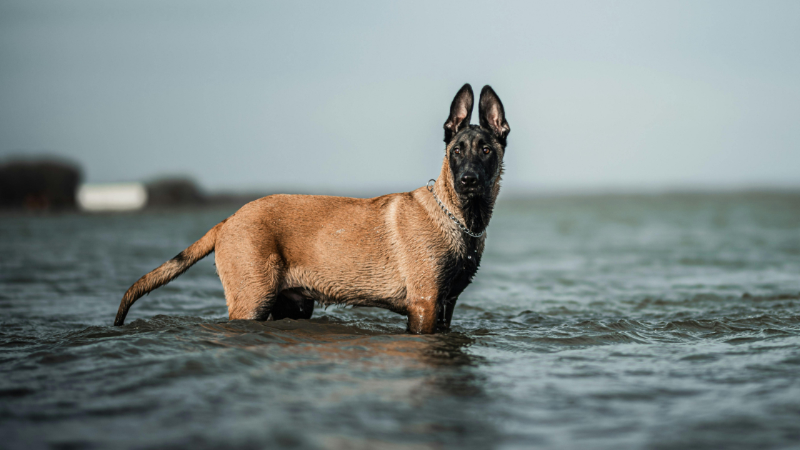 5 - Malinois : législation et pedigree