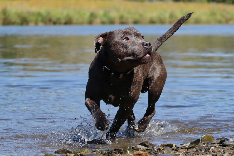 5 – Staffie : légalité et reconnaissance