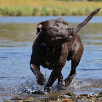 5 – Staffie : légalité et reconnaissance