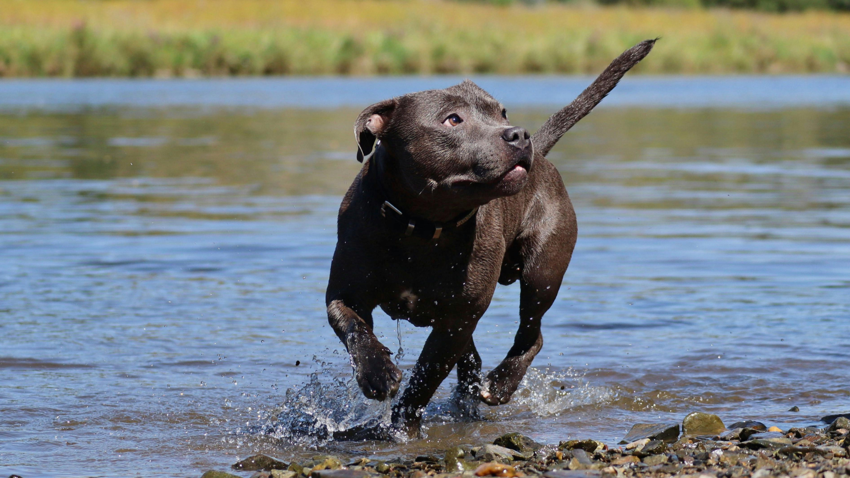 5 – Staffie : légalité et reconnaissance