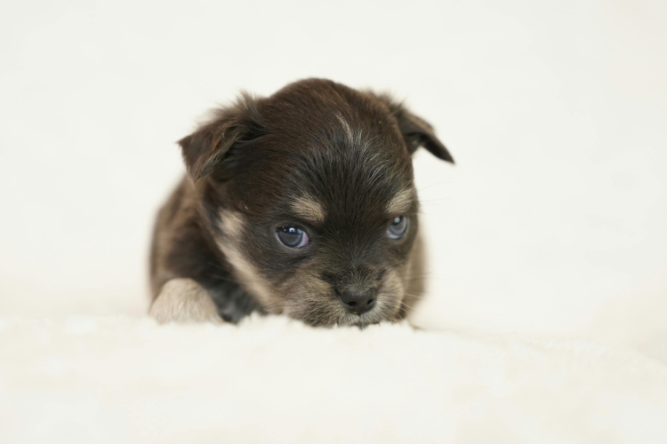 Adopter un chiot : un engagement sérieux