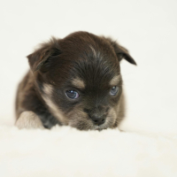Adopter un chiot : un engagement sérieux