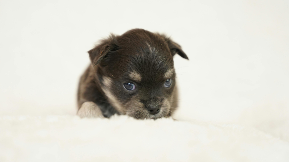 Adopter un chiot : un engagement sérieux