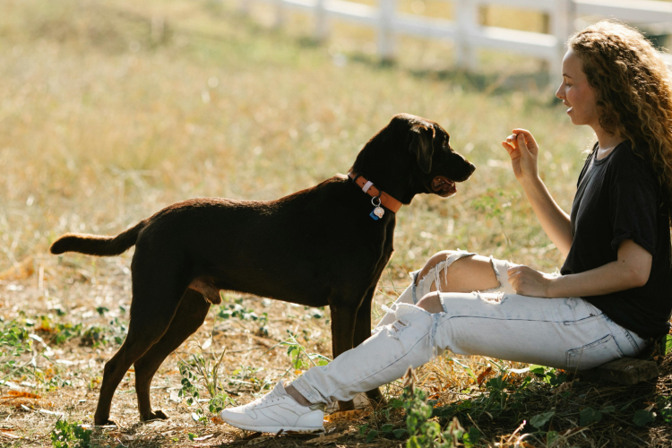 Aliments toxiques pour les chiens