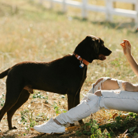 Aliments toxiques pour les chiens