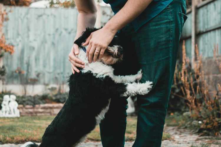 Apprendre à son chien à ne pas sauter sur les gens