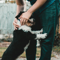 Apprendre à son chien à ne pas sauter sur les gens