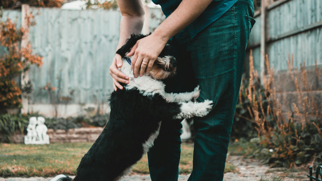 Apprendre à son chien à ne pas sauter sur les gens
