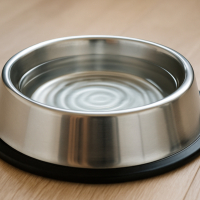 Besoins en eau du chien : prévenir la déshydratation