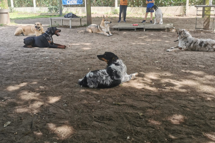 Bien préparer la pension canine pour partir en vacances