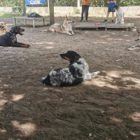 Bien préparer la pension canine pour partir en vacances