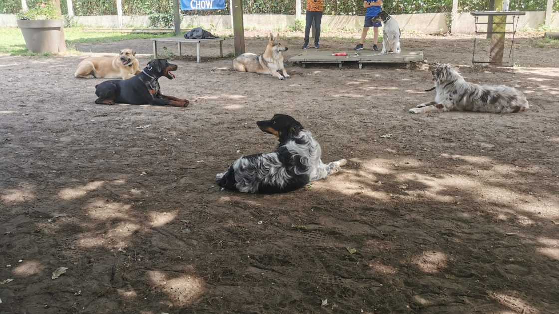 Bien préparer la pension canine pour partir en vacances